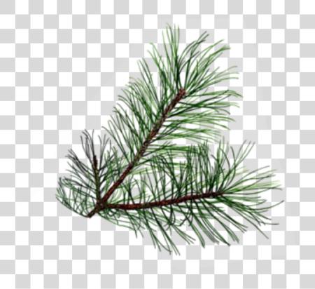 Download Pine Tree hojas PNG file