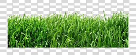 下载 Grass PNG file