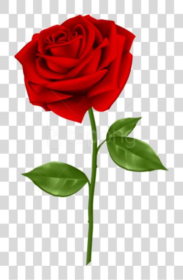 Download Red Rose Red Rose With PNG file