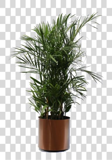 下载 Palm 房子 Plants Impressive Seifrizeii Palm Hawaiian Indoor Plants PNG file