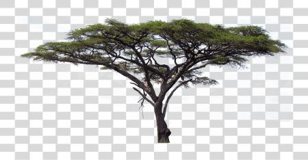 下载 Africa Tree Serengeti Flora Y Fauna PNG file