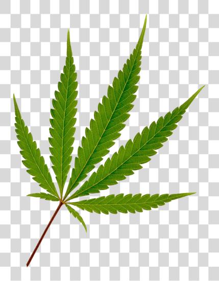 Download Cannabis hoja Marijuana hoja PNG file