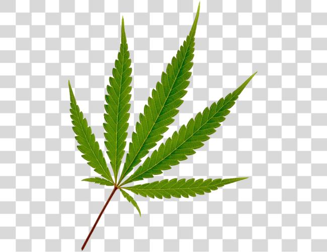 Download Cannabis Leaf Marijuana Leaf Clip Art