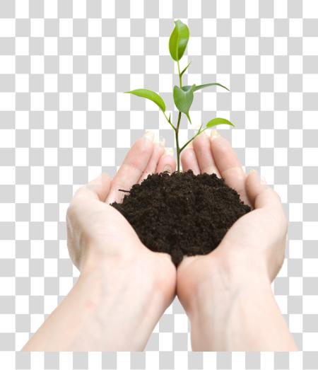 Download Soil In Hands Plant In Hands PNG file