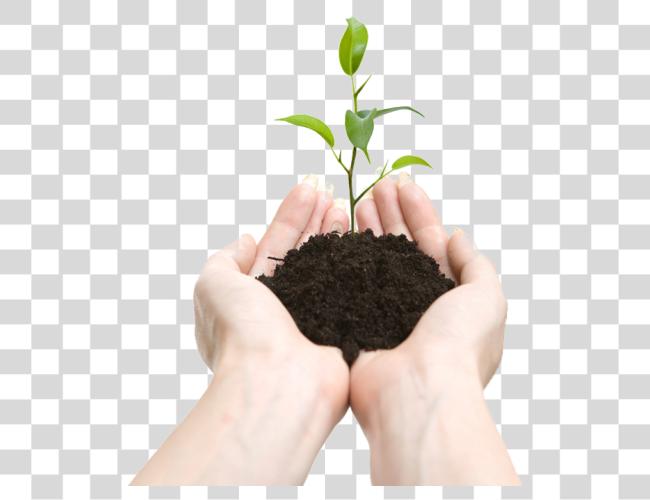 Download Soil In Hands Plant In Hands Clip Art