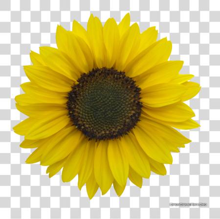 下载 Sunflower Pictures Sunflower PNG file