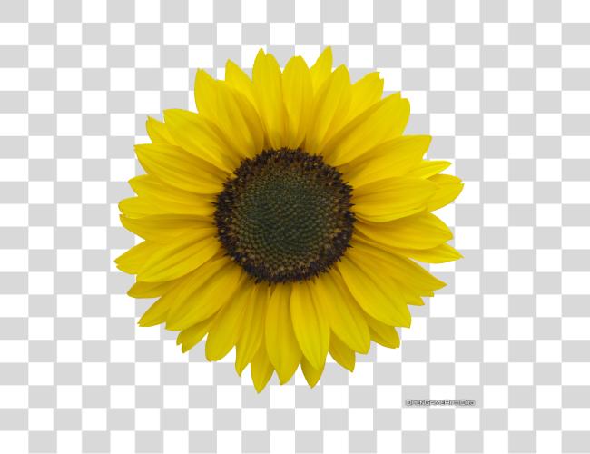 Download Sunflower Pictures Sunflower Clip arte