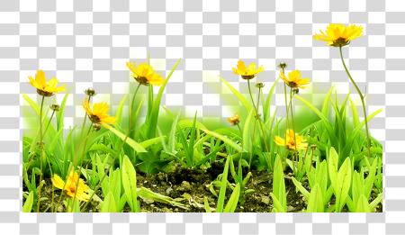 Download Flower Sky Grass Floral Grasses And Flower PNG file