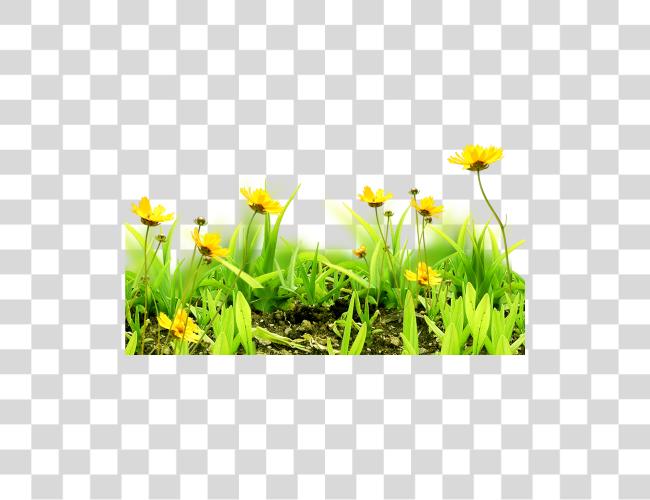 Download flor cielo Grass floral Grasses y flor Clip arte