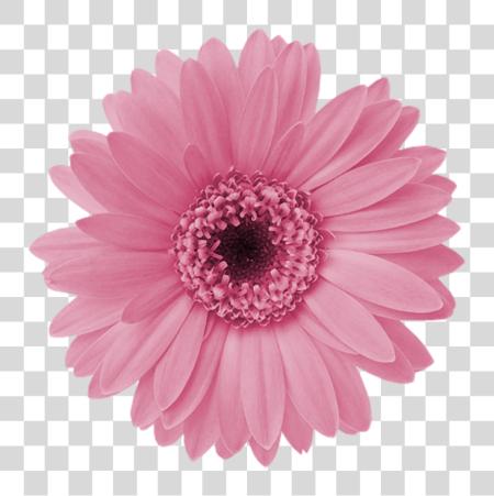 下载 Aff 一个 Xl Im Genes Formato 粉红色 Daisy 花 PNG file