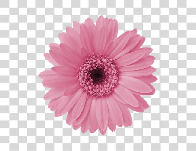 Download Aff A Xl Im Genes Formato Pink Daisy Flower Clip Art