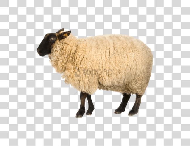 Download Real Sheep Image With Sheep Clip Art