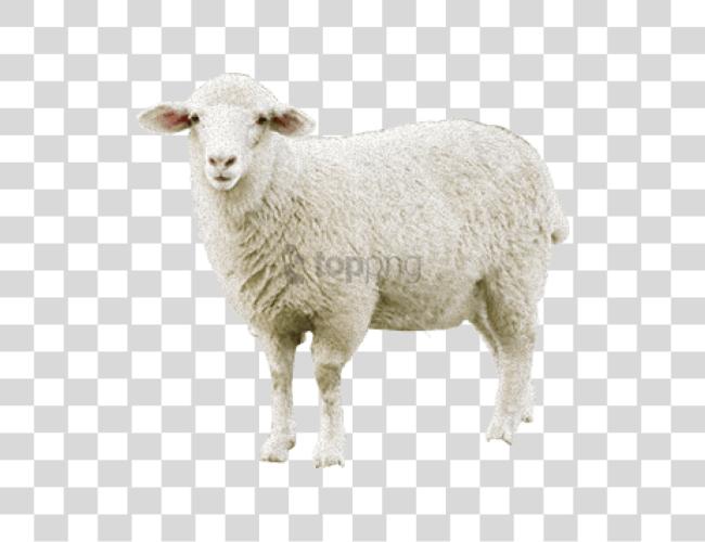 Download Sheep Image With Sheep Clip Art