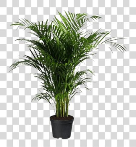 Download Indoor Palm Tree Areca Palm PNG file