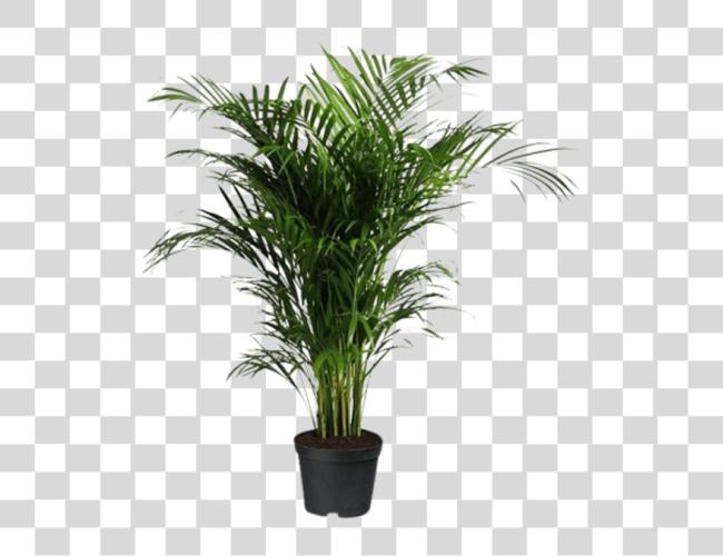 下载 Indoor Palm Tree Areca Palm Clip 艺术