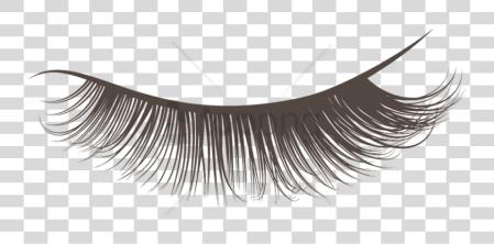 下载 Eyelash Lashes PNG file