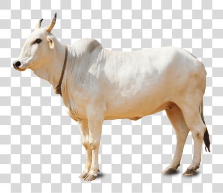 Download Baby Cow Indian Cow PNG file