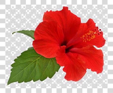 Download Hibiscus flor Clipart Shoeblackplant flor Hibiscus Hibiscus flor PNG file