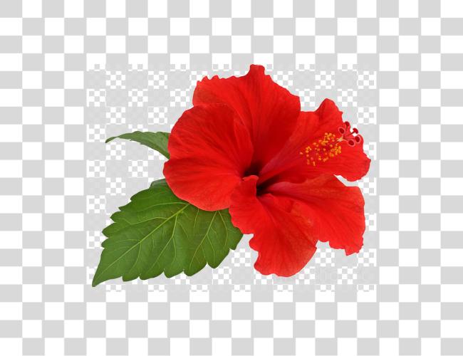 Download Hibiscus flor Clipart Shoeblackplant flor Hibiscus Hibiscus flor Clip arte