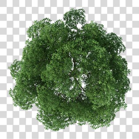 Download Rendering Top Tree View Image Clipart Plan Trees For Photoshop PNG file