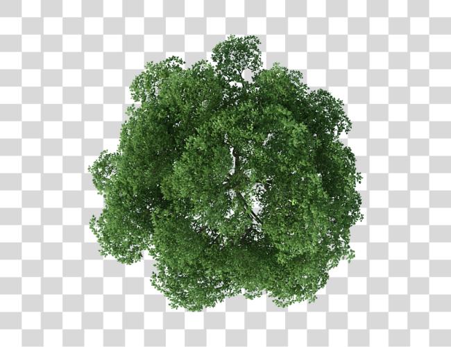 Download renderizando arriba Tree vista Image Clipart Plan Trees para Photoshop Clip arte