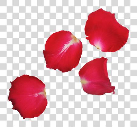 Download rojo rosa hojas rosa hojas PNG file