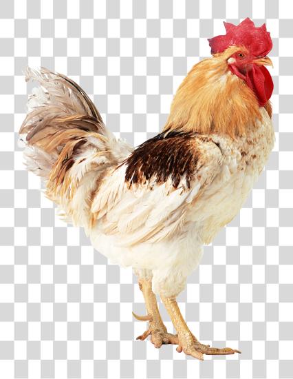 Download chicken standing PNG file