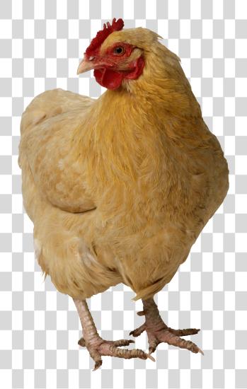 تحميل Chicken Image Chicken بي ان جي ملف