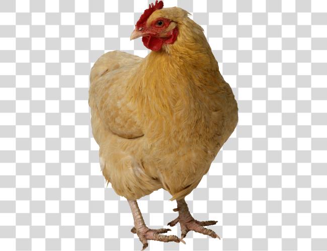 Download Chicken Image Chicken Clip Art