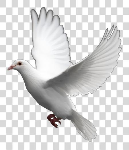 Download Flying Pigeon White Dove PNG file