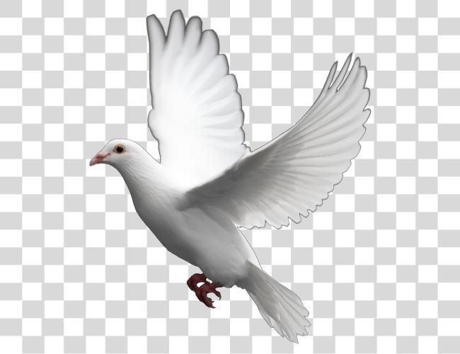 Download Flying Pigeon White Dove Clip Art