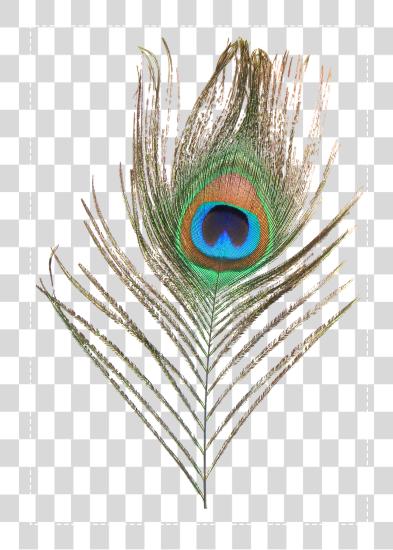 下载 Feather Peafowl Transprent Format Peacock Feather PNG file