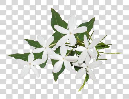 Download Best Jasmine flor Ideas Jasmine flor PNG file