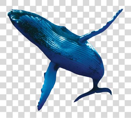 Download Whale Fish Real Blue Whale PNG file