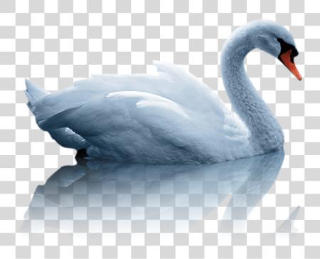 Download Mute Swan Duck White Swan Water Bird Image With Water Bird PNG file