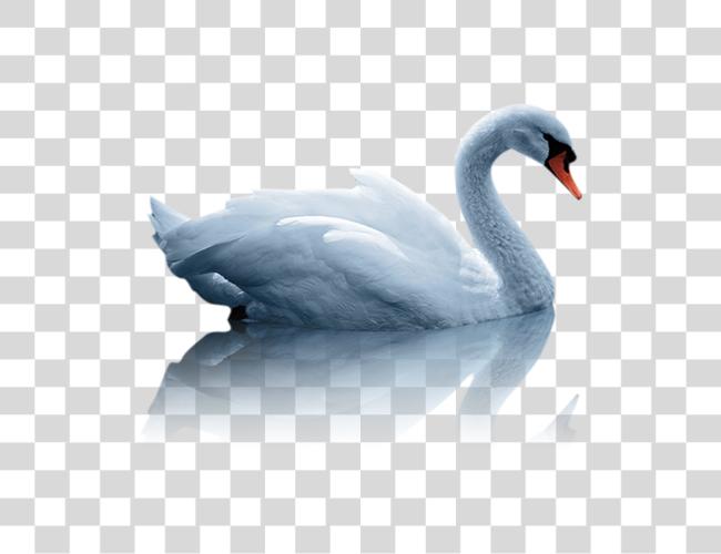 Download Mute Swan Duck White Swan Water Bird Image With Water Bird Clip Art