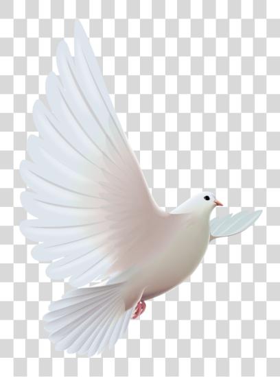 Download Doves Pinterest Bird And Espiritu Santo Paloma PNG file