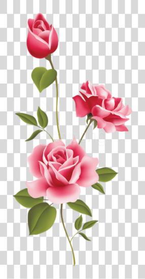 Download Pink rosa Pink rosas PNG file