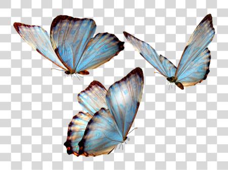 下载 Mariposas Para Photoscape Butterflies PNG file