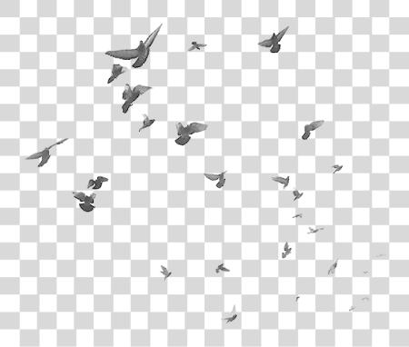 Download birds flying bird flock sky freetoedit Birds For Photoshop PNG file