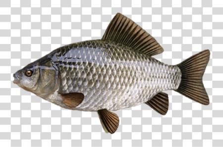 Download Fish PNG file