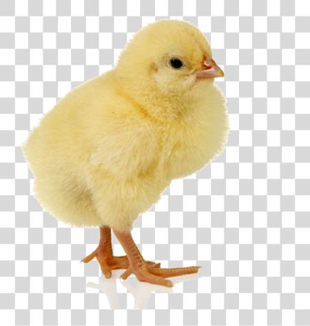 Download Baby Chicken Image Chick PNG file