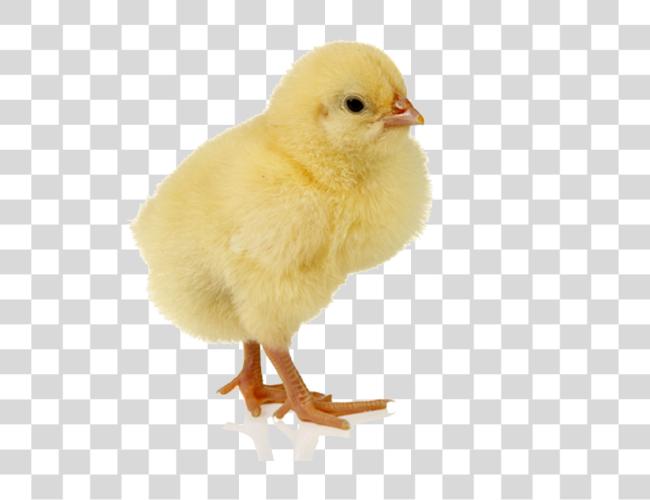 Download Baby Chicken Image Chick Clip Art