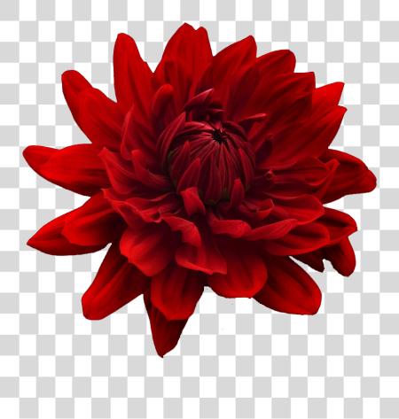 Download flor Tumblr Flowers flor rojo E azul PNG file