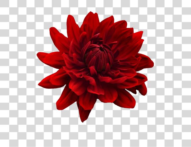 Download Flower Tumblr Flowers Flower Red E Blue Clip Art