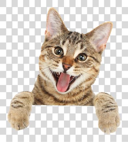 Download gato lindo gato PNG file