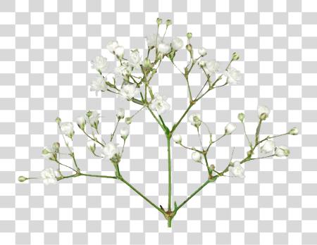 下载 Babys Breath Flowers Pic 婴儿 Breath 花 PNG file