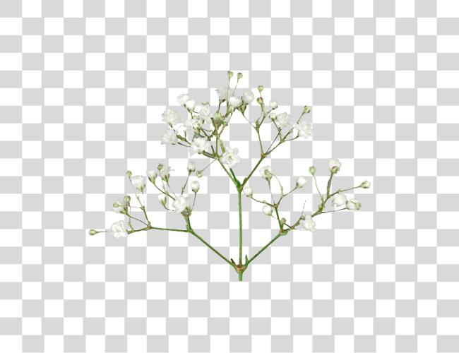 Download Babys Breath Flowers Pic Baby Breath Flower Clip Art