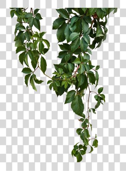 Download verde Vine Vines Photo Vine PNG file