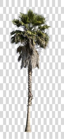 Download Cutout Trees Cut Out Palm Tree PNG file